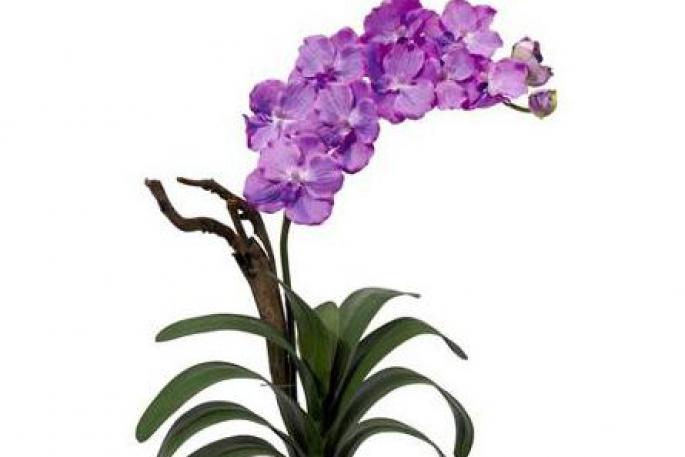 Орхидея Ванда: выращивание и уход в домашних условиях