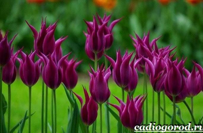 Цветы тюльпаны - виды и состав