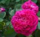 Основные разновидности и самые лучшие сорта роз для посадки